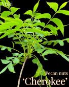 [ͽ]ڥ [ʼ:] Cherokee