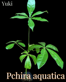ѥ顦ƥ[쥢ѥ] Pachira aquatica