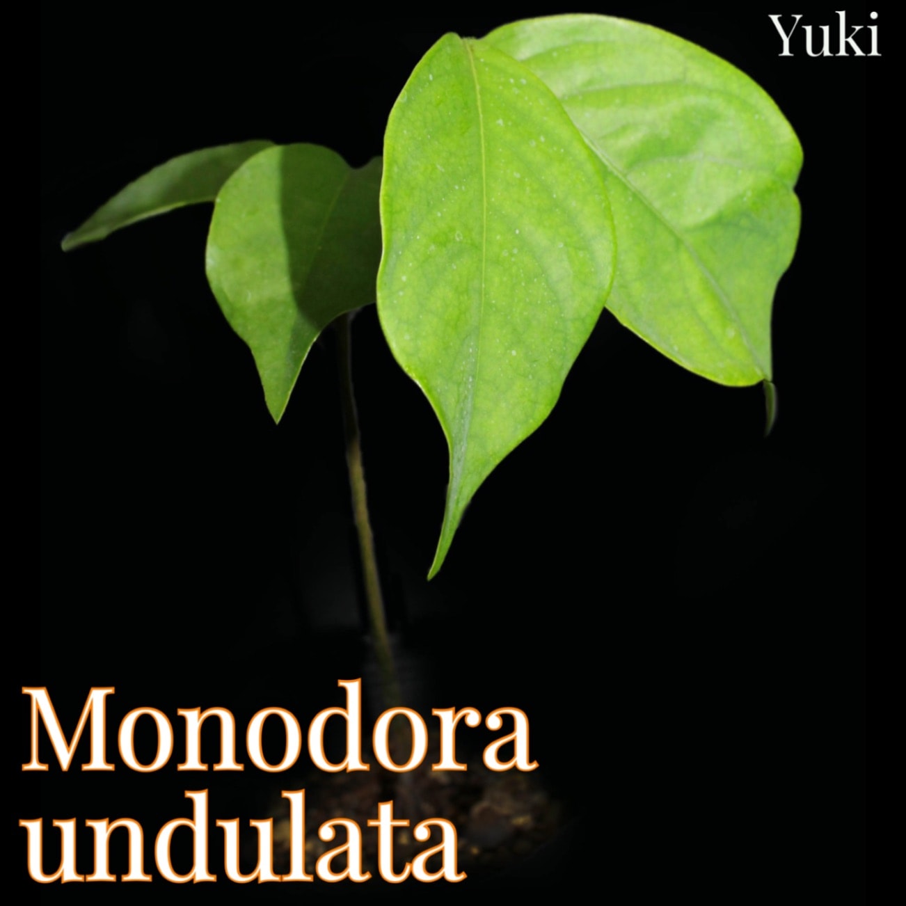 モノドーラ・アンドゥラータ Monodora undulata