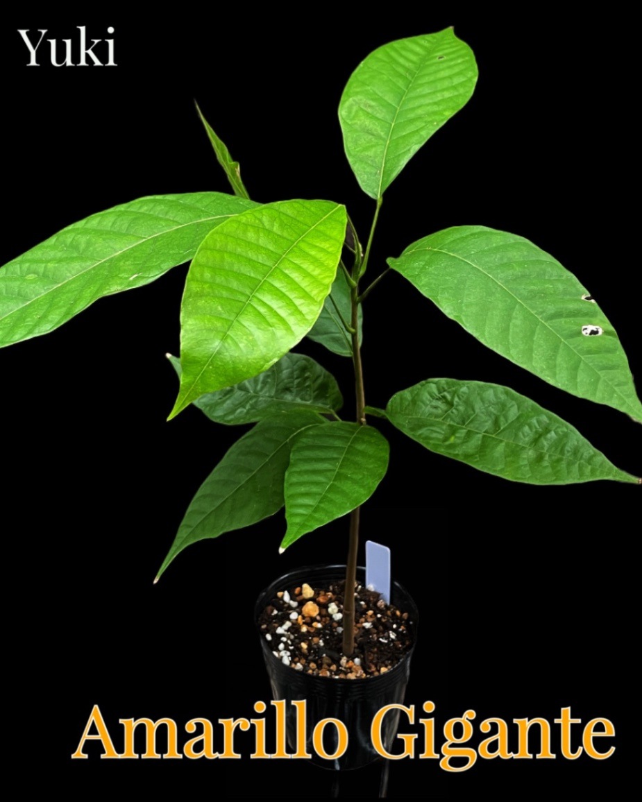 カカオ苗2鉢組　トリニタリオ種 カカオ苗2鉢組 トリニタリオ種 カカオの木の苗木 10.5cmポット苗