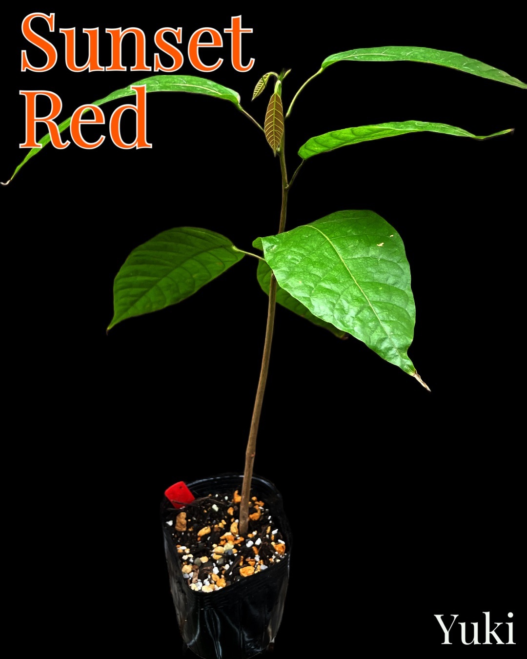 カカオ・トリニタリオ種の苗販売、通販ならユーキーズ。