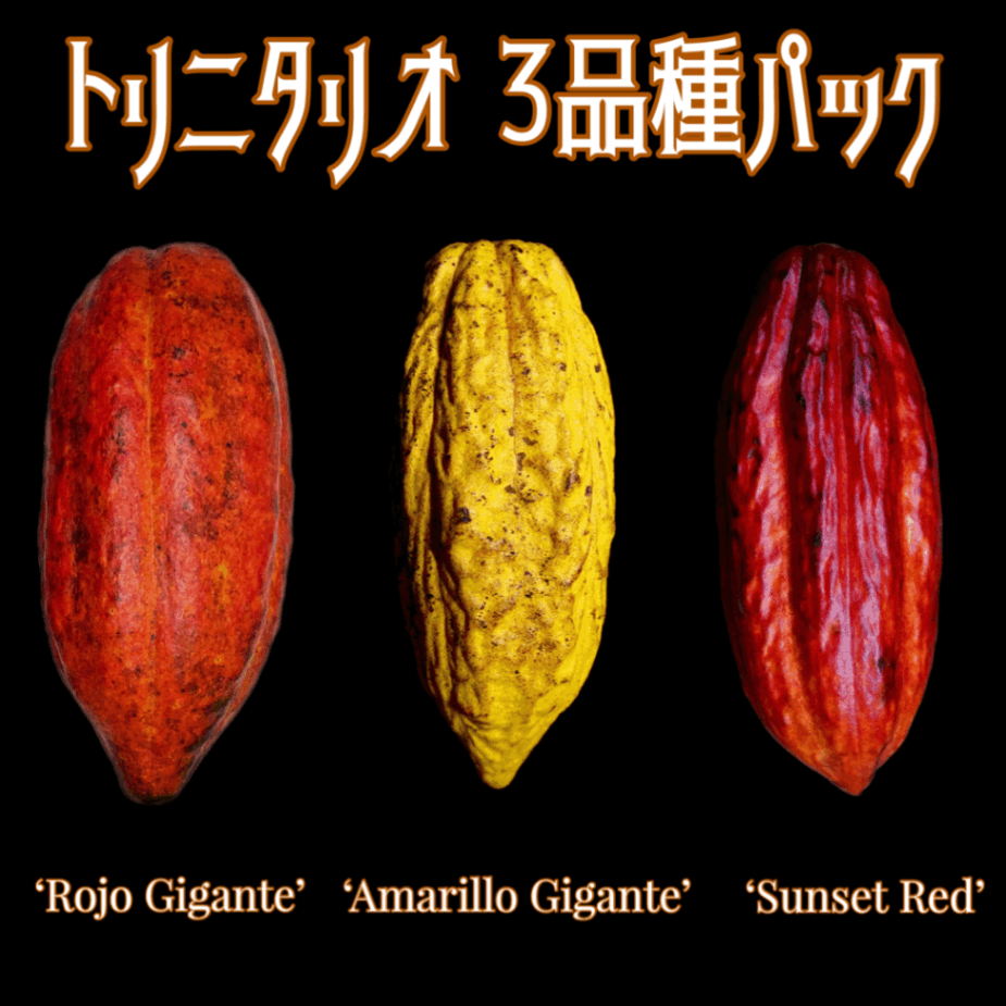 カカオ苗クリオロ種 国産カカオの実から育てた苗 クリオロ種 限定1