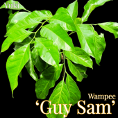 ���� ������[�ʼ�:����������] ��Guy Sam��