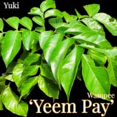 ���� ������[�ʼ�:�����ࡦ�ڥ�] ��Yeem Pay��