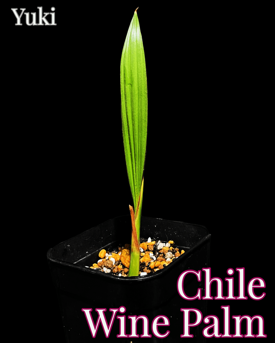 非常に耐寒性があるチリサケ椰子 Jubaea chilensis Blue(ブルーチリサケヤシ)種子[耐寒性ヤシ] 販売店