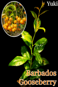 �Х�Хɥ����������٥꡼/�⥯�����[Ǯ�Ӳ̼�] Pereskia aculeata