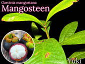 �ޥ󥴥��������� [���Υ�����:T4-3]