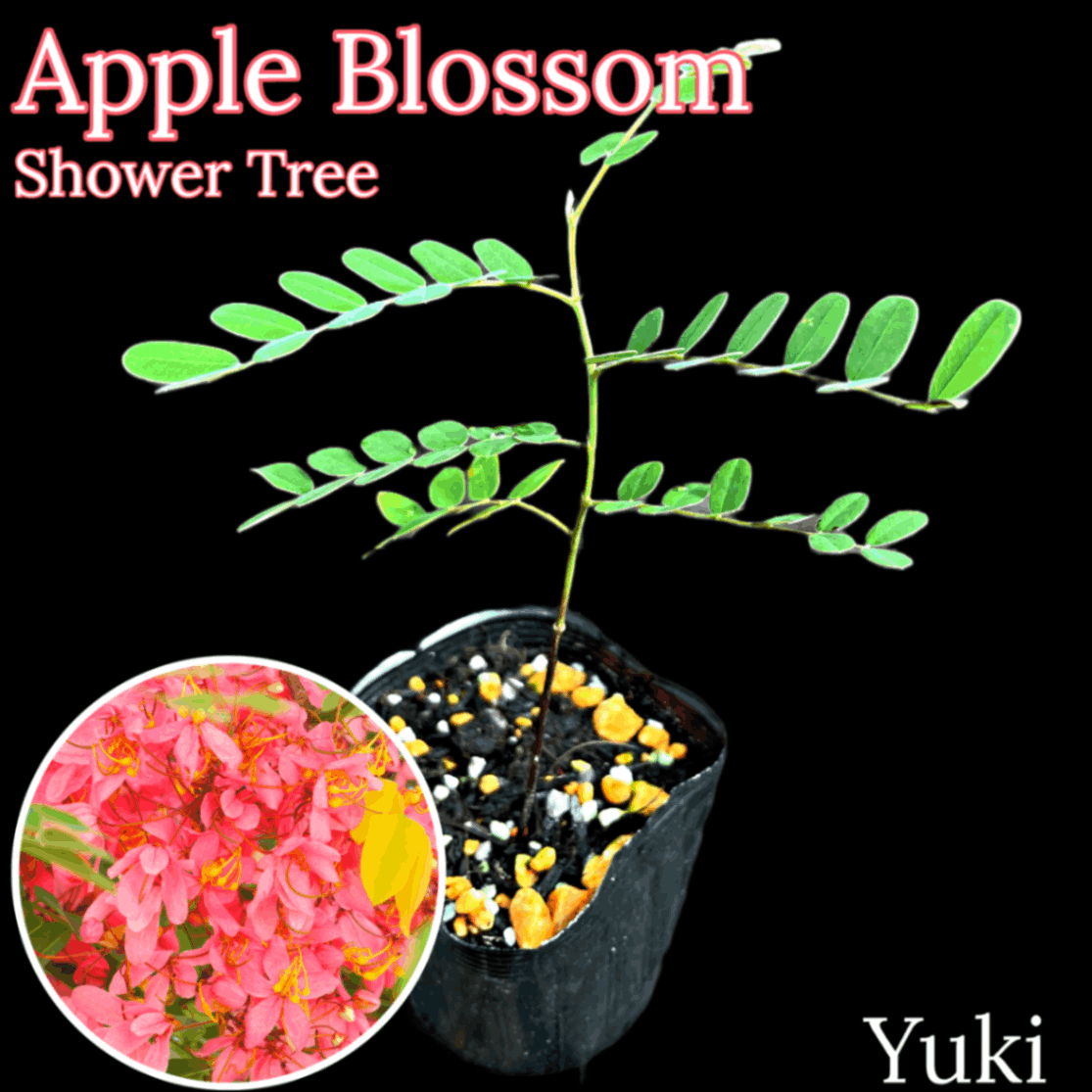 [予約商品]アップル・ブロッサムシャワーツリー 苗 [熱帯花木] Cassia javanica subsp. nodosa/生産完了次第発送生産完了次第発送