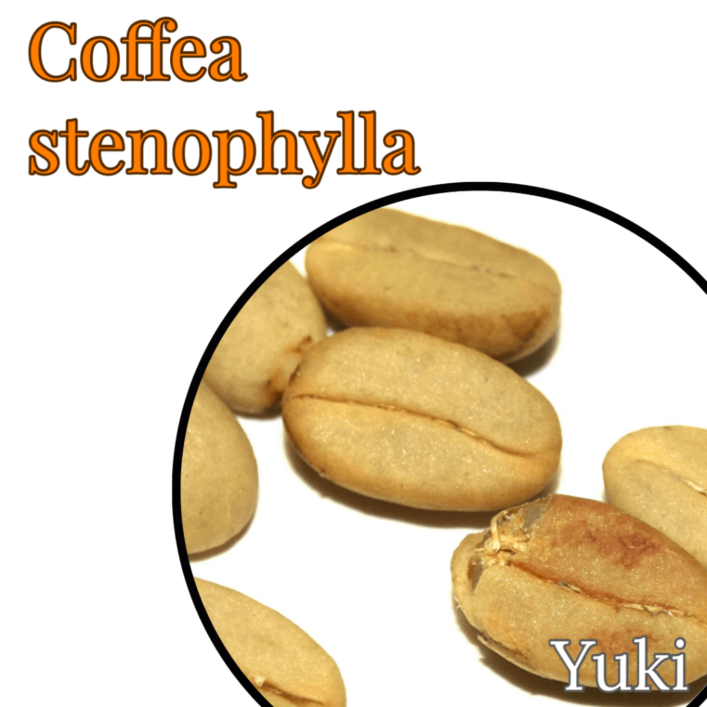 コーヒー ステノフィラ種[コーヒーノキ] Coffea stenophylla