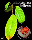 ����ݥ� ��åɡ��ѥ��[Ǯ�Ӳ̼�] Baccaurea deflexa