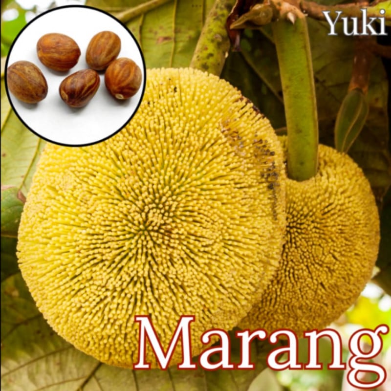 ジャックフルーツ、パンノキ各種苗 アルトカルプス・オドラティシムス