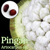 �ԥ󥬥�(���꡼�󡦥ޥ��) ���(�ߥɥ�˥����ѥ�Υ�)[Ǯ�Ӳ̼�]Artocarpus sarawakensis