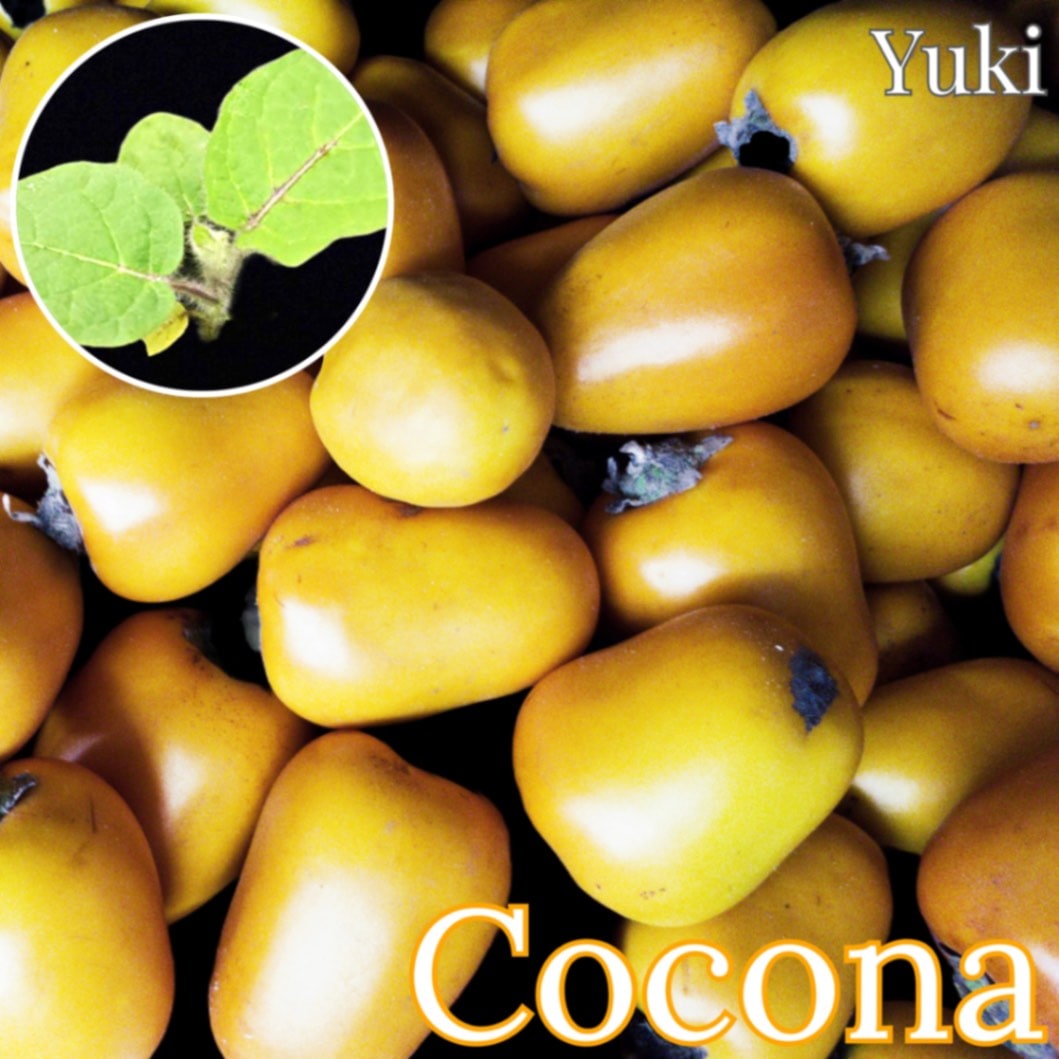ココナ 苗[熱帯果樹]Solanum sessilifolium