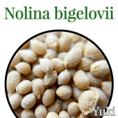 Υʡӥ  Nolina bigelovii