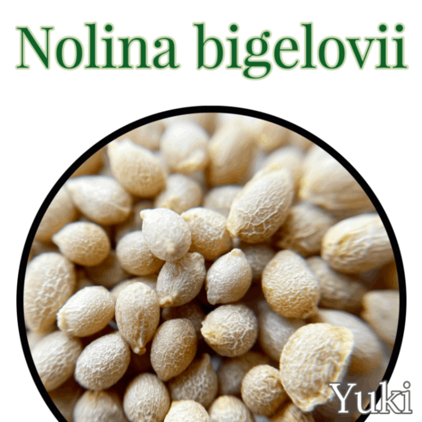 ノリナ・ビゲロヴィー 種子 Nolina bigelovii