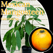 �ᥭ�����󡦥ޥ󥴥����� ����[Ǯ�Ӳ̼�] Garcinia sp. Mexico