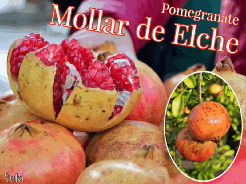 ������ ��[�ʼ�:��䡼�롦�ǡ��������] ���ڥ���ι���ʼ� ��Mollar de Elche��/ͽ����:������λ����ȯ��