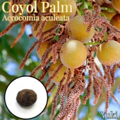 ���衼��ѡ��� ���[Ǯ�Ӳ̼������ѥ䥷] Acrocomia aculeata