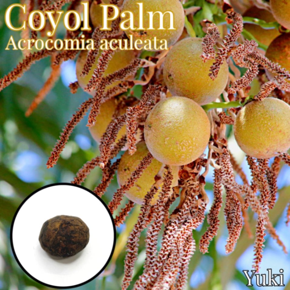 コヨールパーム 種子[熱帯果樹､食用ヤシ] Acrocomia aculeata