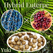 ϥ֥åɡ桼ƥ ȯ[ѥ䥷ǮӲ̼]   䥷Euterpe oleifera  Euterpe edulis)
