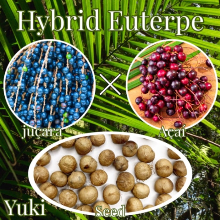 ハイブリッド・ユーテロぺ 発根種子[食用ヤシ・熱帯果樹] アサイー × ジサラヤシ（Euterpe oleifera × Euterpe edulis)