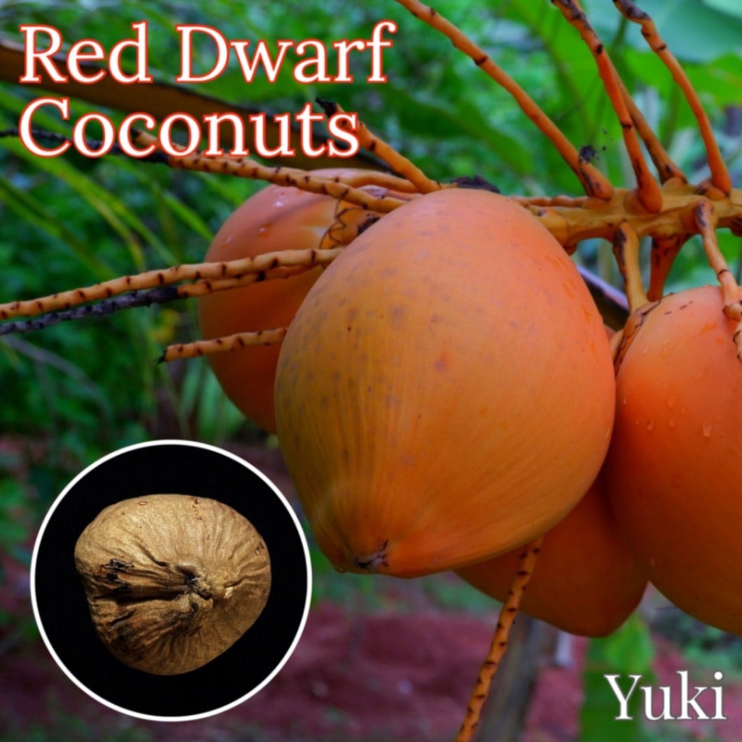 Riceball family 特大ダブルココナッツ　ユッカ Riceball family 特大ダブルココナッツ ユッカ 観葉植物