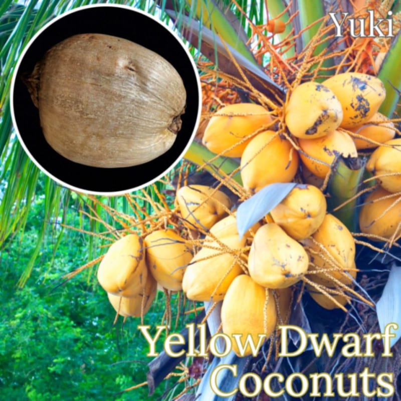ドワーフ・ココナッツ 種子[品種:イエロー] Dwarf coconuts 'Yellow'