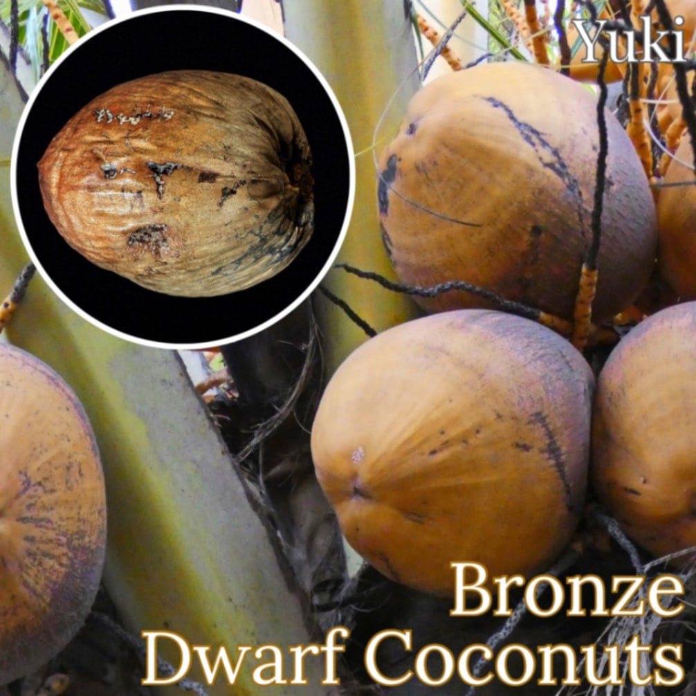 プルメリア ドワーフ　ココナッツ ドワーフ・ココナッツ 種子[品種:ブロンズ] Dwarf coconuts 'Bronze'