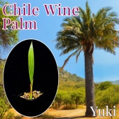 ����磻��ѡ���/���ꥵ���䥷 ��