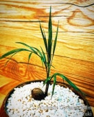 ߥ˥奢ʥåĥѡ[Syagrus weddelliana]