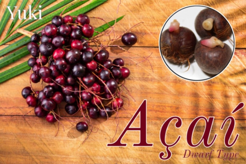 �ɥ�ա���������[Ǯ�Ӳ̼������ѥ䥷]