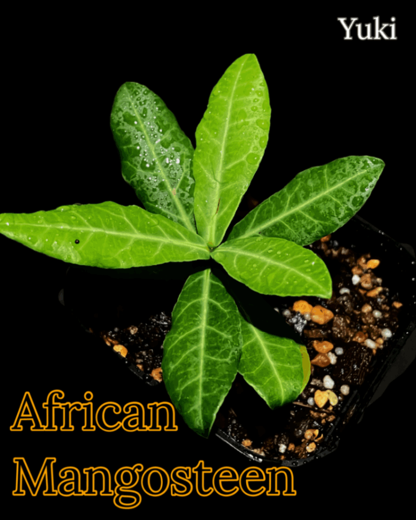 アフリカン・マンゴスチン インベ[レアガルシニア]Garcinia livingstonei