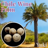 磻ѡ Jubaea chilensis[Ѵѥ䥷]