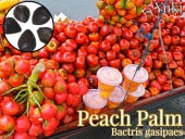 [ͽ����]�ԡ����ѡ���/����󥿥ɥ����� ���[Ǯ�Ӳ̼�] ���䥷 Bactris gasipaes