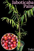 ����ܥ����С��ѡ��� ����[Ǯ�Ӳ̼������ѥ䥷] Bactris guineensis