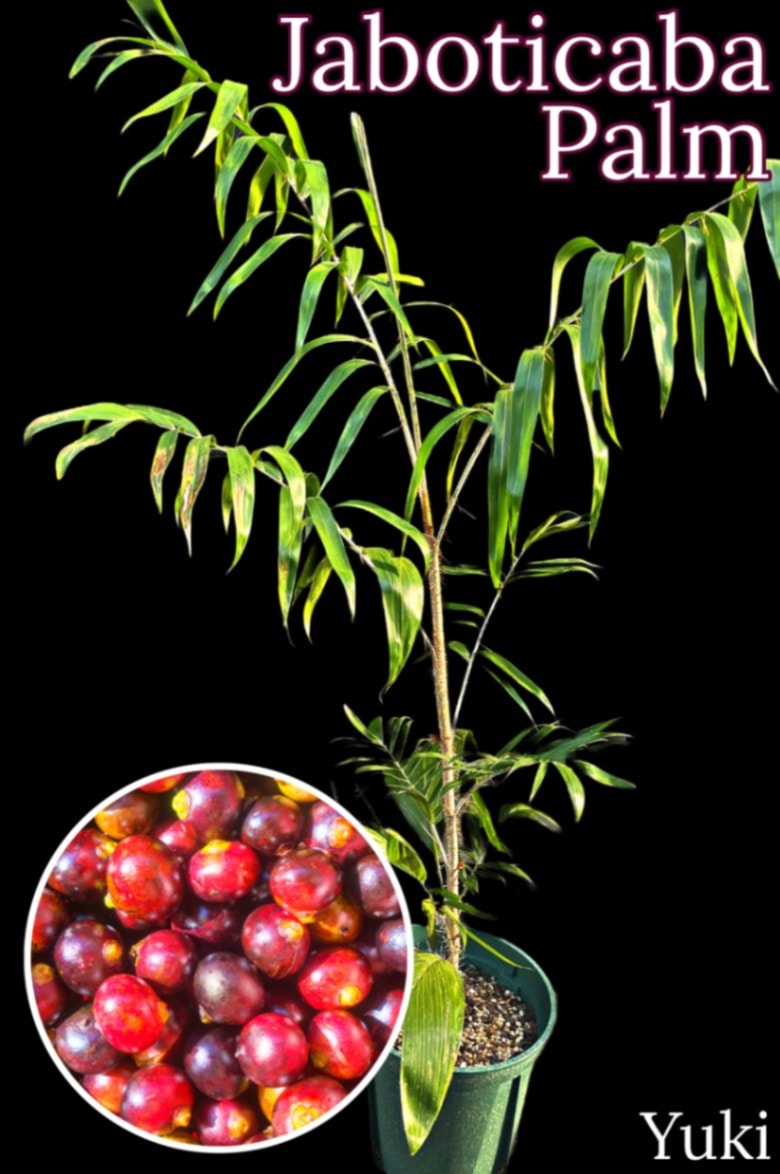 ジャボチカバ・パーム 大苗[熱帯果樹・食用ヤシ] Bactris guineensis