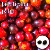 ����ܥ����С��ѡ��� ���[Ǯ�Ӳ̼������ѥ䥷] Bactris guineensis