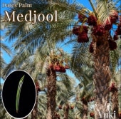 ナツメヤシ(デーツパーム)苗 通販・販売のユーキーズ