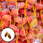 �ǡ��ĥѡ��� ���[�ʼ�:Ajwa]