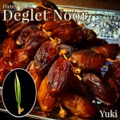 �ǡ��ĥѡ�����[�ʼ�:Deglet Noor]