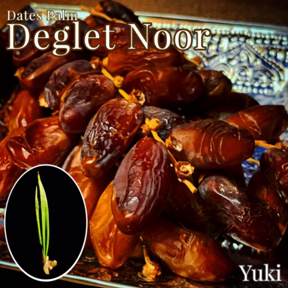デーツパーム苗[品種:Deglet Noor]