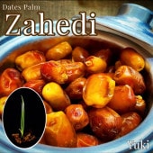 �ǡ��ĥѡ�����[�ʼ�:Zahidi]