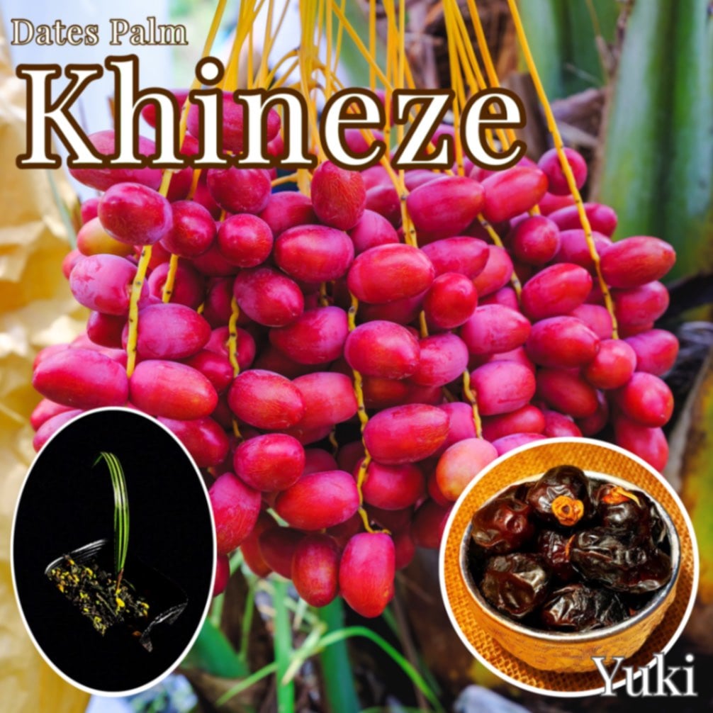 デーツパーム苗[品種:Khineze]