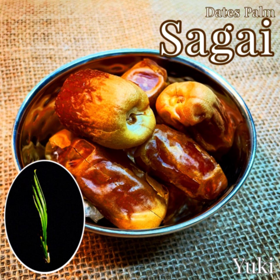 デーツパーム苗[品種:Segai]