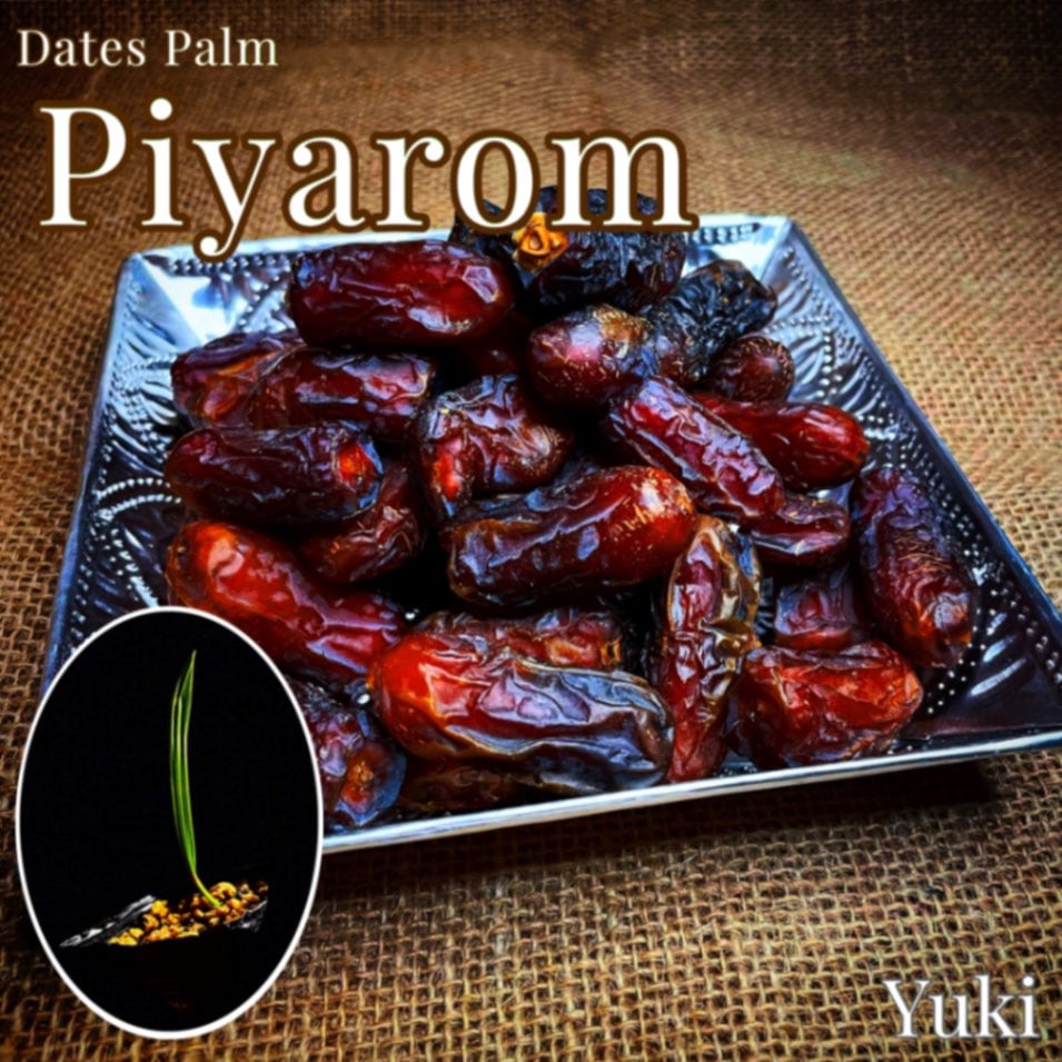 デーツパーム苗[品種:Piyarom]