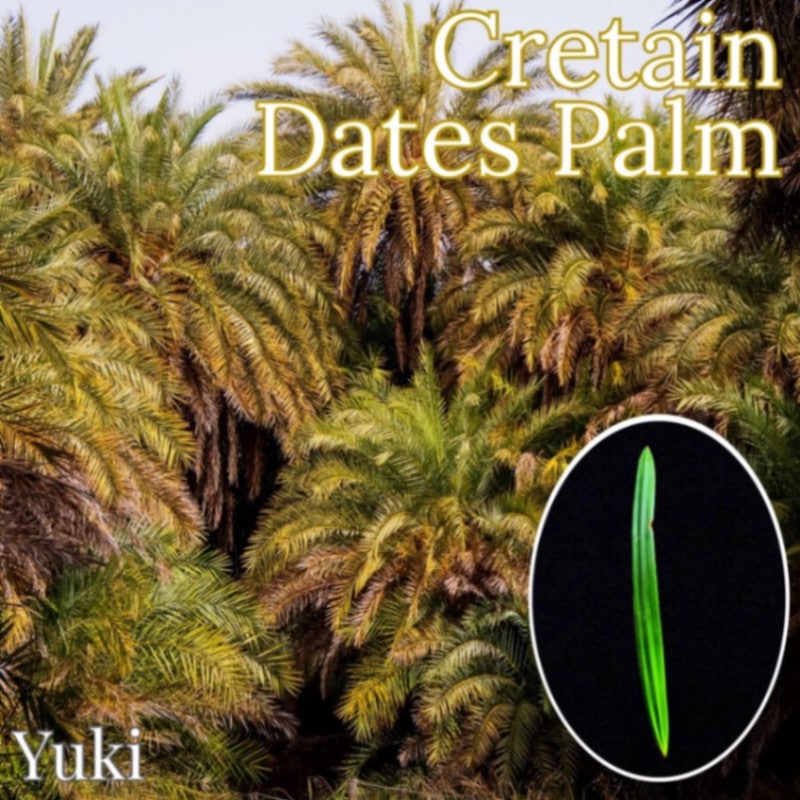 ���쥿��ǡ��ĥѡ��� Phoenix theophrasti���