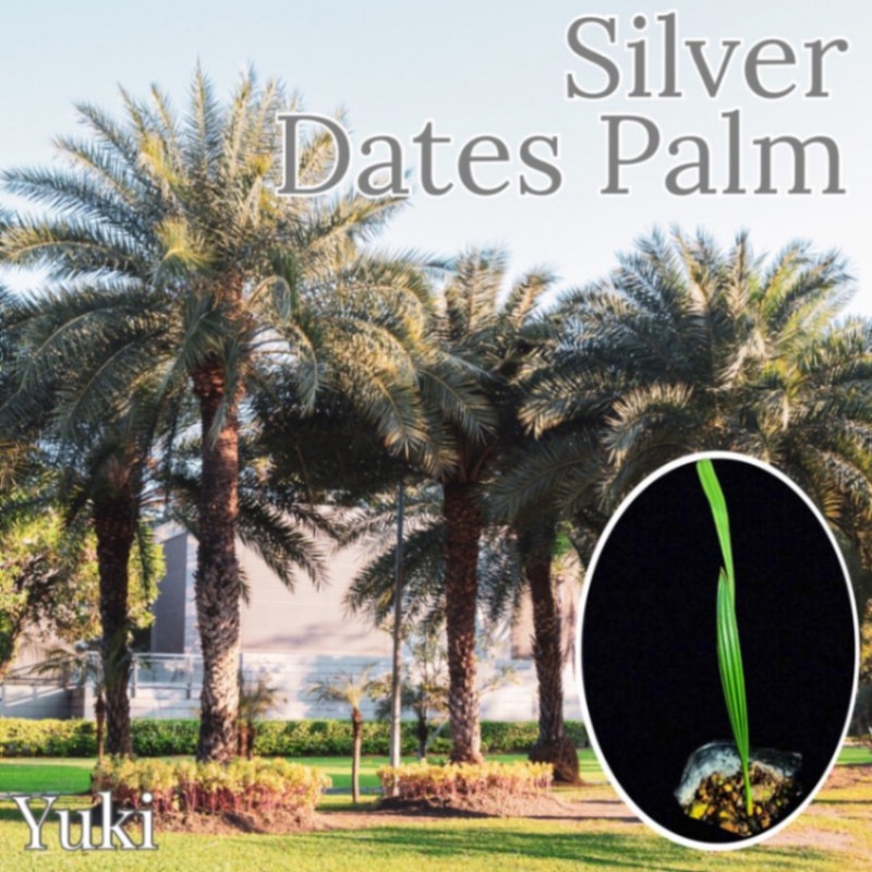 シルバーデーツパーム 苗[ワイルドデーツ・食用ヤシ] Phoenix sylvestris