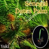 ���ͥ���ǡ��ĥѡ��� Phoenix reclinata���[�Ѵ����䥷]