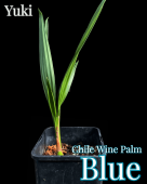 ֥롼磻ѡ[ѥ䥷] Jubaea chilensis