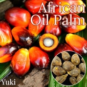 ���եꥫ��������ѡ��� ���[���ѥ䥷�����֥�䥷]Elaeis guineensis